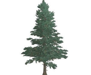 White Fir Tree #01