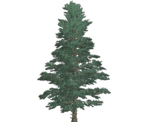 White Fir Tree #02