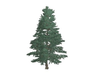 White Fir Tree #03