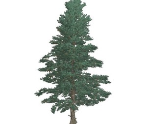 White Fir Tree #04