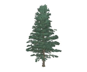 White Fir Tree #05