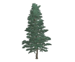 White Fir Tree #06