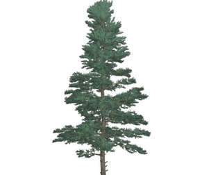 White Fir Tree #07