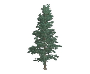 White Fir Tree #08
