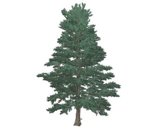 White Fir Tree #09