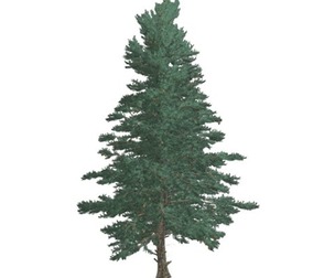 White Fir Tree #10