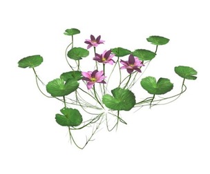 Lotus Flower #01