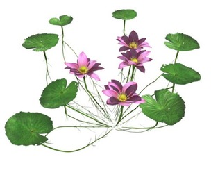 Lotus Flower #02