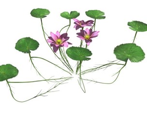 Lotus Flower #03