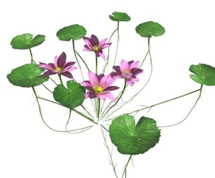 Lotus Flower #04