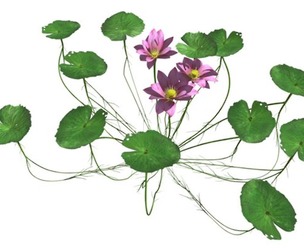 Lotus Flower #05