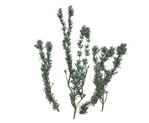 Pond Weed 01
