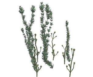 Pond Weed #02
