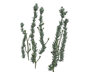 Pond Weed #03