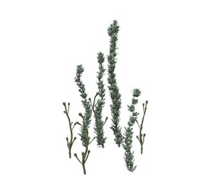 Pond Weed #04