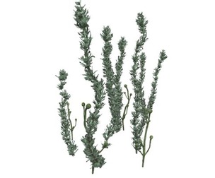 Pond Weed #05