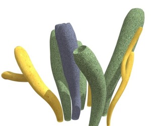 Tube Sponge #02