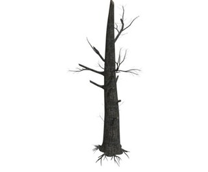 Burnt Tree #01