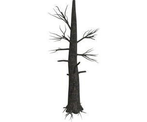 Burnt Tree #02