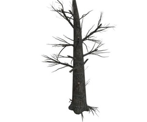 Burnt Tree #03