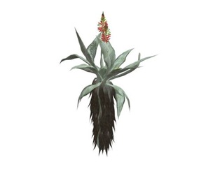 Aloe Excelsa #01