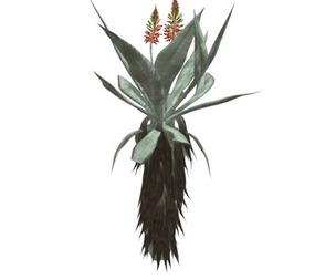 Aloe Excelsa #02