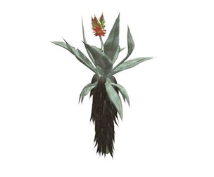 Aloe Excelsa #03
