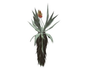 Aloe Excelsa #04