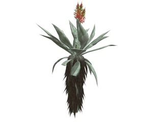 Aloe Excelsa #05