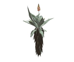 Aloe Excelsa #06