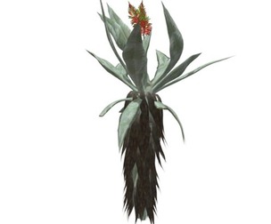 Aloe Excelsa #07