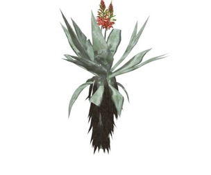 Aloe Excelsa #08