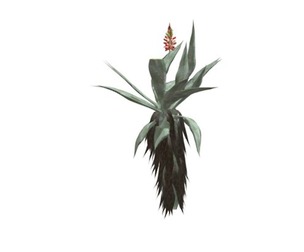 Aloe Excelsa #09