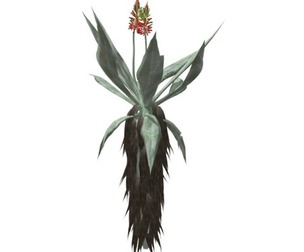 Aloe Excelsa #10
