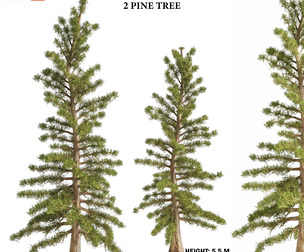 2 Pine Tree