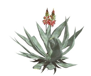 Aloe Vera #01