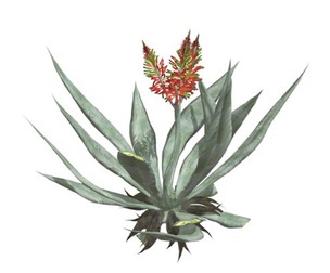 Aloe Vera #02