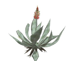 Aloe Vera #03