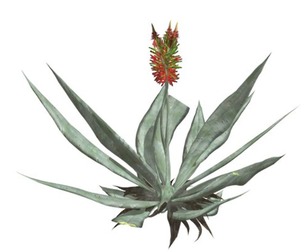 Aloe Vera #04