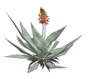 Aloe Vera #05