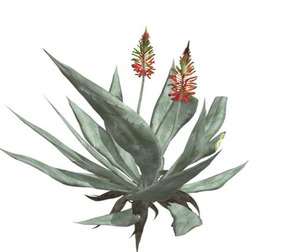 Aloe Vera #06
