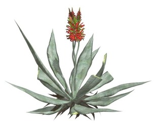 Aloe Vera #07
