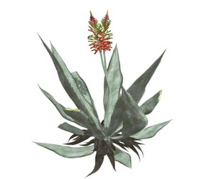 Aloe Vera #08