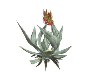 Aloe Vera #09