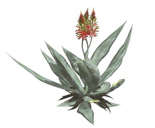 Aloe Vera #10