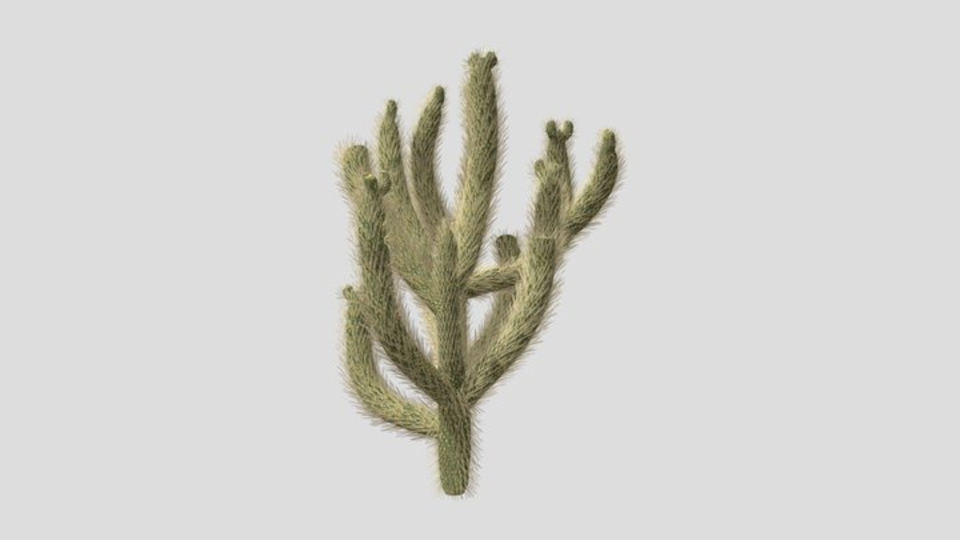 Cholla Cactus #01
