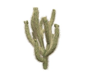 Cholla Cactus #01