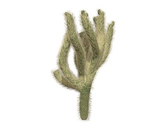 Cholla Cactus #02