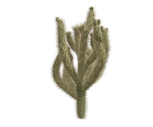 Cholla Cactus #03