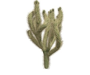 Chollas Cactus #04